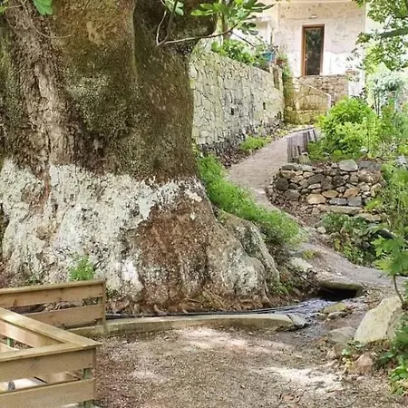 Platanus House
